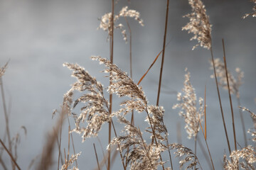 Naklejka premium reed in the sun's rays