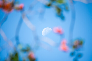 Moon seen through the unfocused branches of a tree with orange flowers