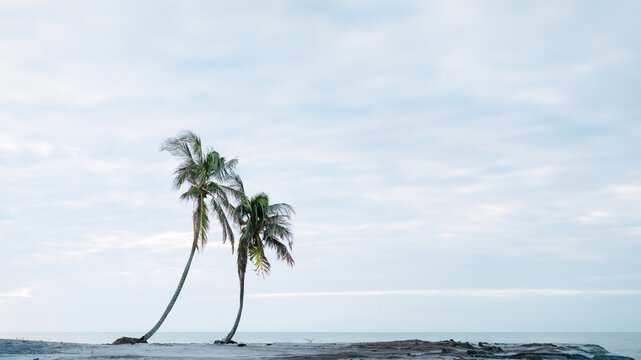 Two palm trees on a beautiful beach, panorama view of the ocean, background