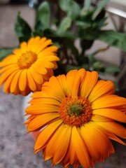 orange flowers in the garden