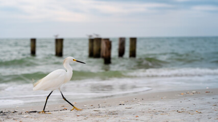 Snowy Egret on the Beach - obrazy, fototapety, plakaty