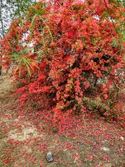 red autumn leaves
