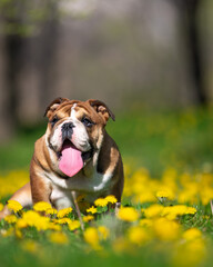 bulldog puppy in grass on sunny day