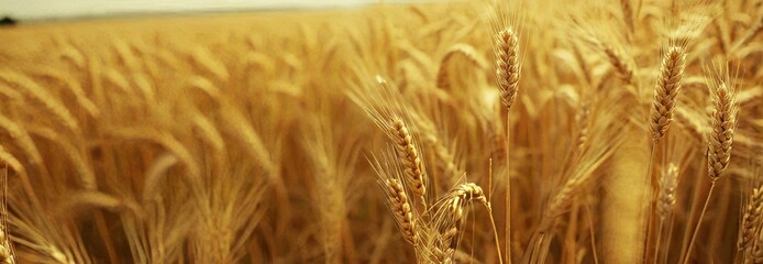 Naklejka premium Golden wheat field, sunny day in summer. Wide banner