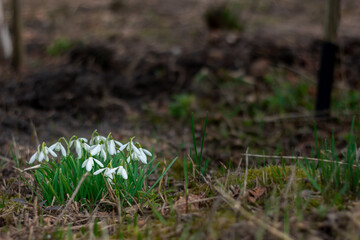 first spring flowers, snowdrops in garden back yard