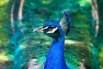 Obraz premium portrait of a peacock