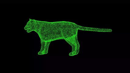 3D Tiger on black background. Wild animal concept. King of Beasts. Business advertising backdrop. For title, text, presentation. 3d animation