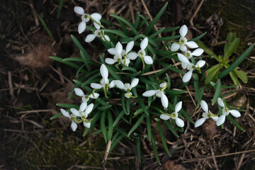 first spring flowers, snowdrops in garden back yard