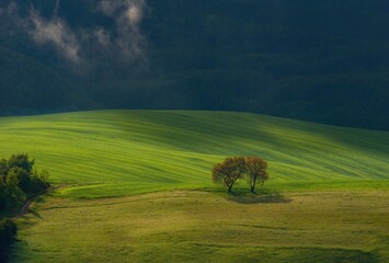 Spring green mountain landscape with meadows, fields and trees illuminated by the rising sun. The...