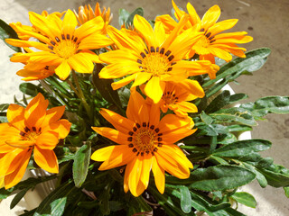 Mittagsgold in voller Blüte