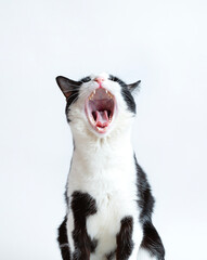 Cute cat yawns. Very open mouth. isolated