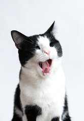 Cute cat yawns. Very open mouth. isolated - 769070403