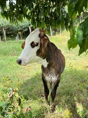 Vaca debajo de árbol mirando para otro lado