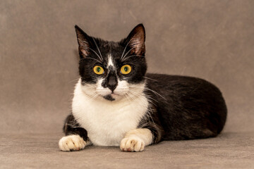 Black and white cat with yellow eyes sits on a gray background.
