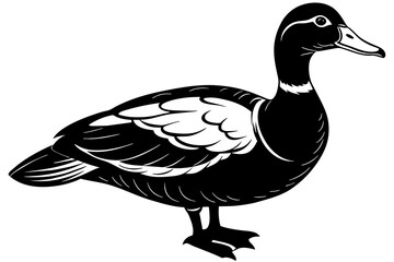 Fototapeta na wymiar duck vector illustration