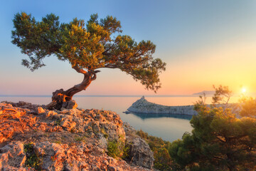 Amazing tree growing out of the rock at sunset