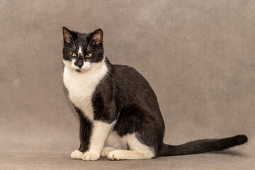 Black and white cat with yellow eyes sits on a gray background. - obrazy, fototapety, plakaty