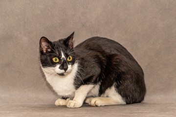 Black and white cat with yellow eyes sits on a gray background.