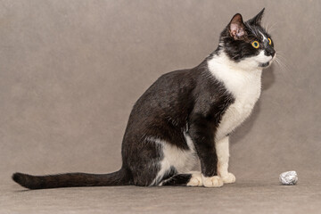 Black and white cat with yellow eyes sits on a gray background. - obrazy, fototapety, plakaty