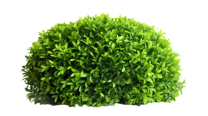 Green bush isolated transparent background.

