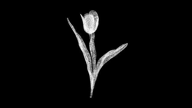 3D Tulip on black background. Spring Flower concept. Tulip with petals. Business advertising backdrop. For title, text, presentation. 3d animation