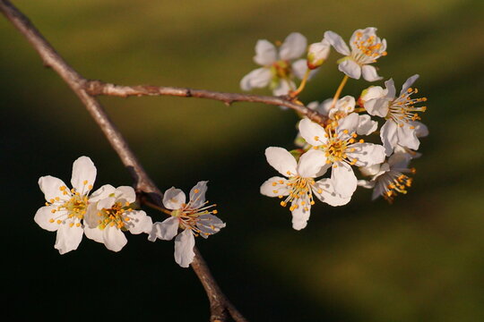 The revival of nature; photo with a branch of cherry plum flowers; Prunus cerasifera	