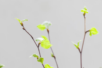 Beauty in Nature. Birch twigs with young blooming green leaves. Close-up