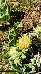 Close up of wildflower blossom budding, most likely Balsamroots (Genus Balsamorhiza), growing out...