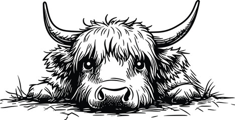 The Highland Cattle is a species of cow native to the Scottish Highlands and Scotland's Outer Hebrides island and has long horns and long hairy hair.