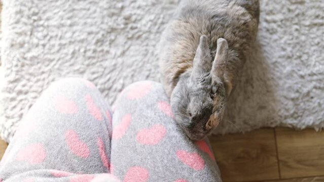 Cute pet rabbit playing with ower on floor. girl gently strokes the rabbit at home.