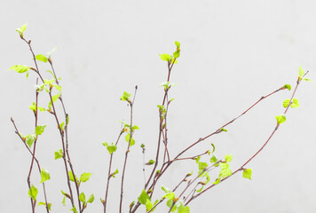 Birch twigs with young green leaves. Close-up