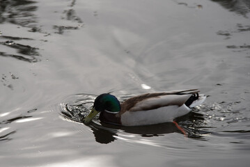 beautiful duck in the lake on a gray spring day