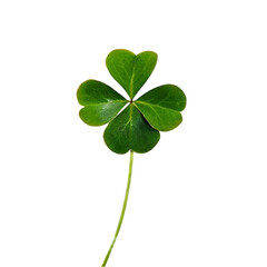 Green clover leaf isolated on transparent background.