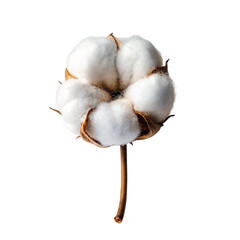 Cotton flower isolated on a transparent background.