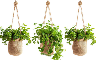 Organic herbs plant hanging with rope isolated on white or transparent background