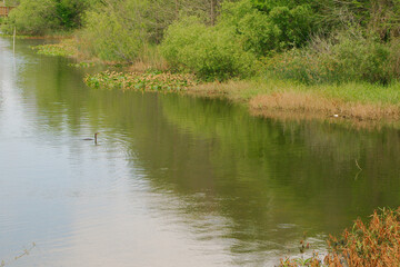 Anhinga swimming on the edge of a lake. Brown and green reeds and grass on edge. Reflections in the smooth water. Booker Creek Park in St. Petersburg, FL On a sunny day. Room for copy. Horizontal.
