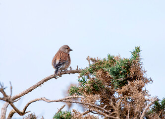 Male common linnet perched in a bush.