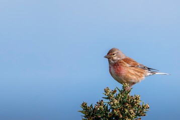 Male common linnet perched in a bush.