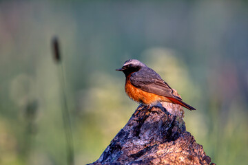 Male Redstart perched in dawn light.