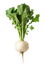 White turnip with green haulm isolated on a white transparent background.