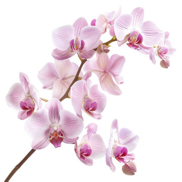 Pink orchid blossom isolated on white or transparent background