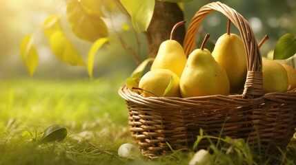 A wicker basket filled with plump, sun-ripened pears lying on the grass represents the taste of the summer harvest. - obrazy, fototapety, plakaty