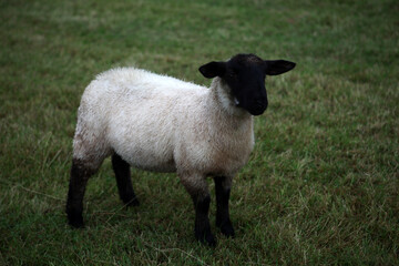 Fototapeta premium Sheep - Along the Hadrian's wall between Brampton - Wallton and Gilsland - Cumbria - Northumberland - England - UK