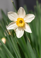 Narcissus blooms Amaryllidaceae ,Daffodil, Daffodils. Jonquils, Paper White,  Paper whites, Tazettas