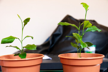Two Young Lemon tree growing indoors