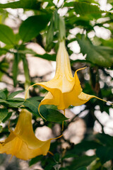 Beautiful yellow Datura flowers (Brugmansia aurea), the golden angel's trumpet in a garden.