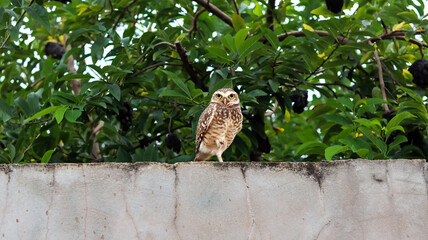 Owl on the wall