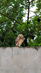 Owl on the wall