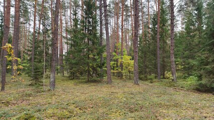 In the mixed forest there are pine, spruce, birch and oak trees. Grass, green moss and blueberry bushes grow on the ground. The oaks and birches have yellow leaves. Cloudy autumn weather and gray sky © Balser