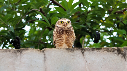 Owl on the wall